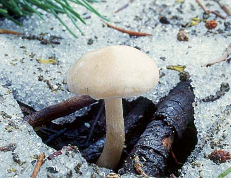Hygrophorus goetzii